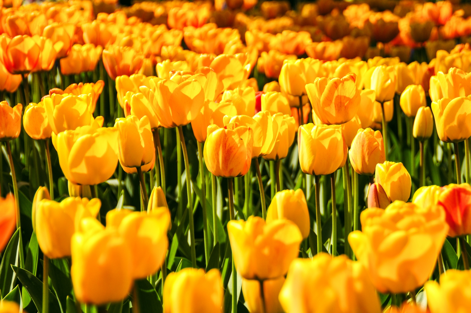 Excursie Tulpenbedrijf